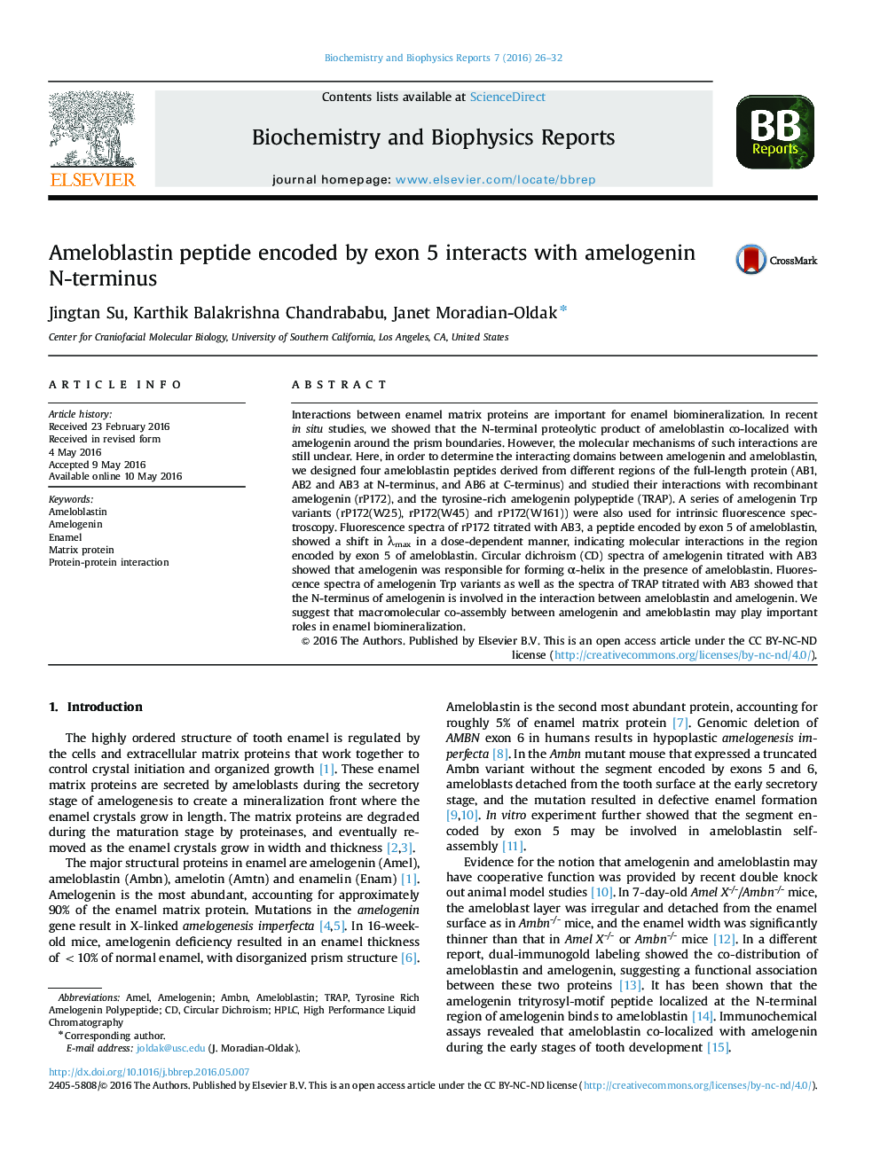 Ameloblastin peptide encoded by exon 5 interacts with amelogenin N-terminus