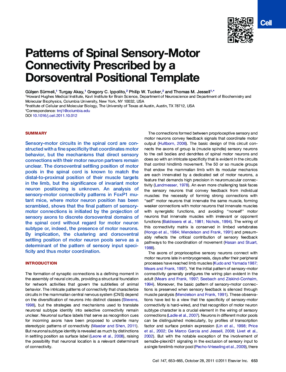 Patterns of Spinal Sensory-Motor Connectivity Prescribed by a Dorsoventral Positional Template