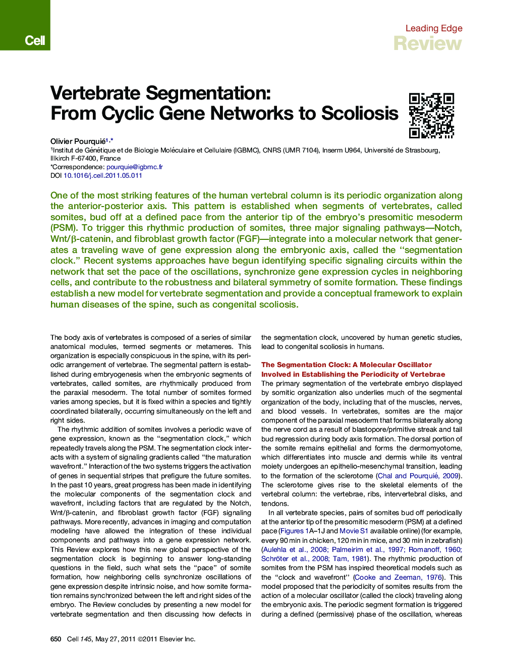 Vertebrate Segmentation: From Cyclic Gene Networks to Scoliosis