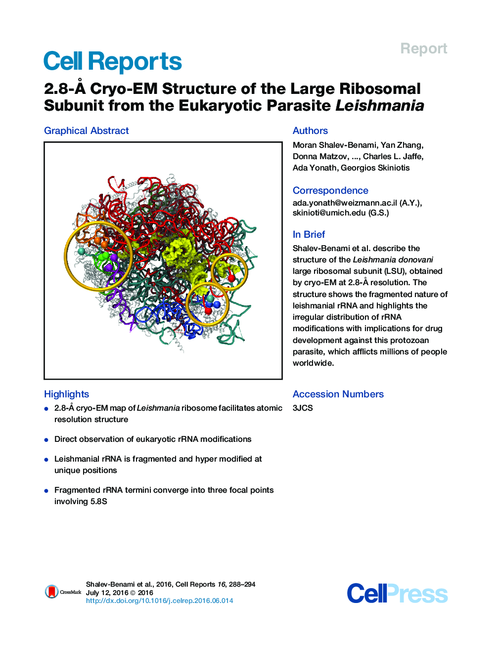 ساختار 2.8-Å Cryo-EM زیرلایه بزرگ ریبوزومی از لیشمانیای انگل یوکاریوتی