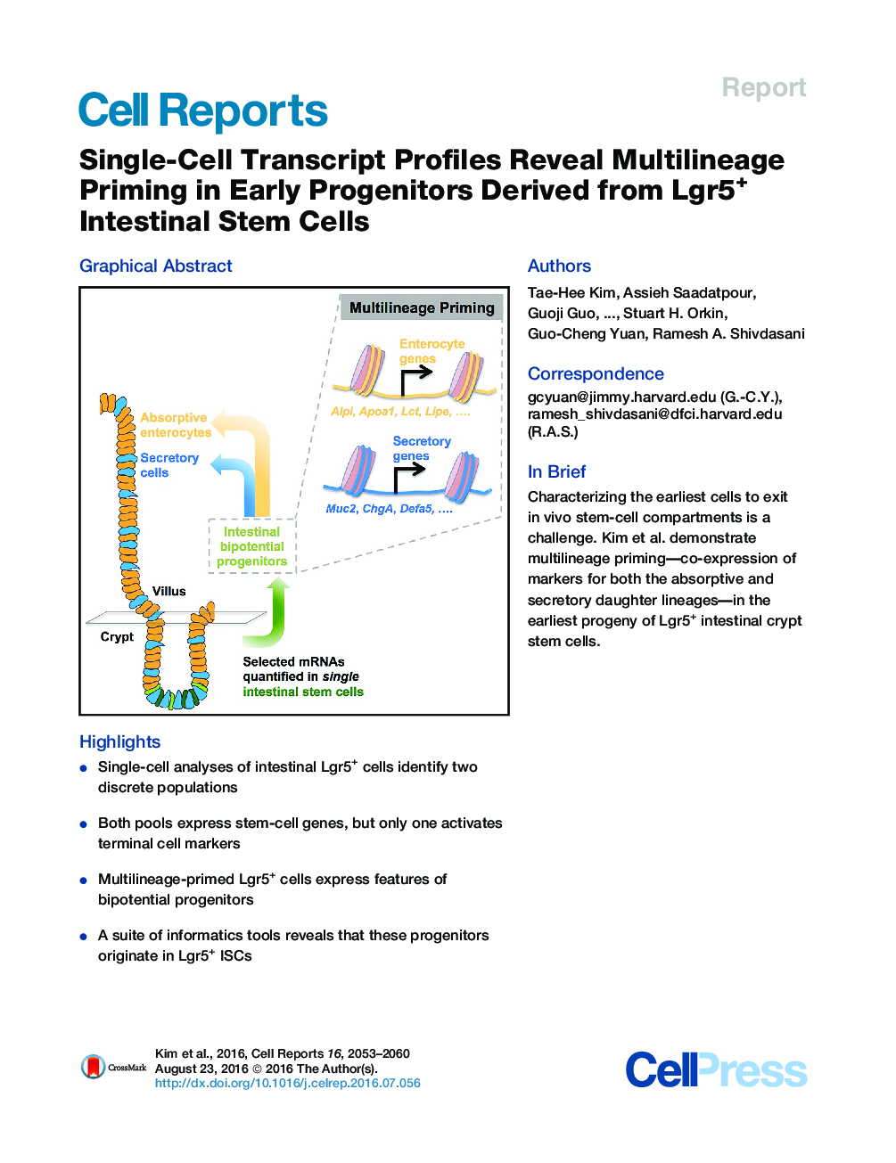 Single-Cell Transcript Profiles Reveal Multilineage Priming in Early Progenitors Derived from Lgr5+ Intestinal Stem Cells