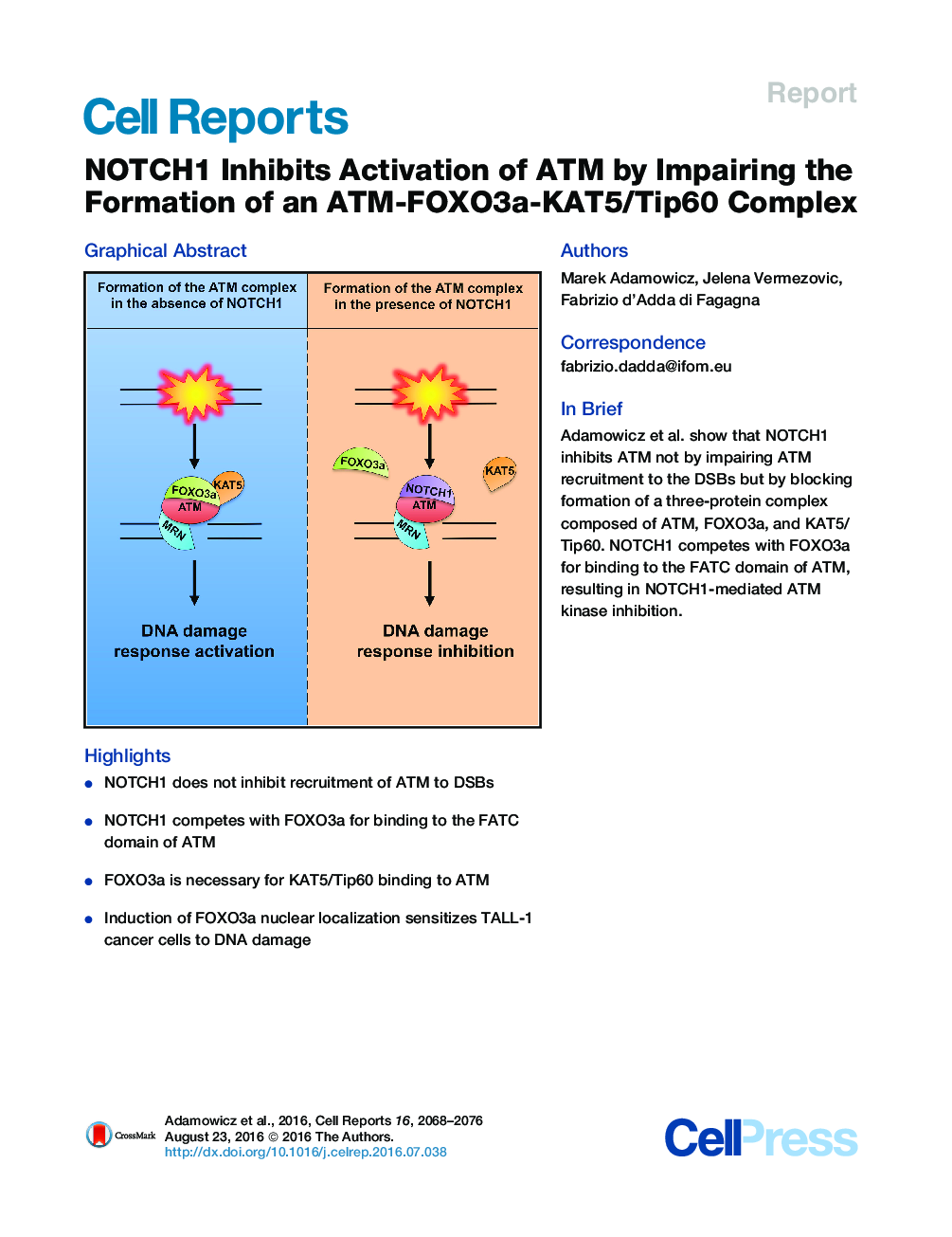 NOTCH1 Inhibits Activation of ATM by Impairing the Formation of an ATM-FOXO3a-KAT5/Tip60 Complex