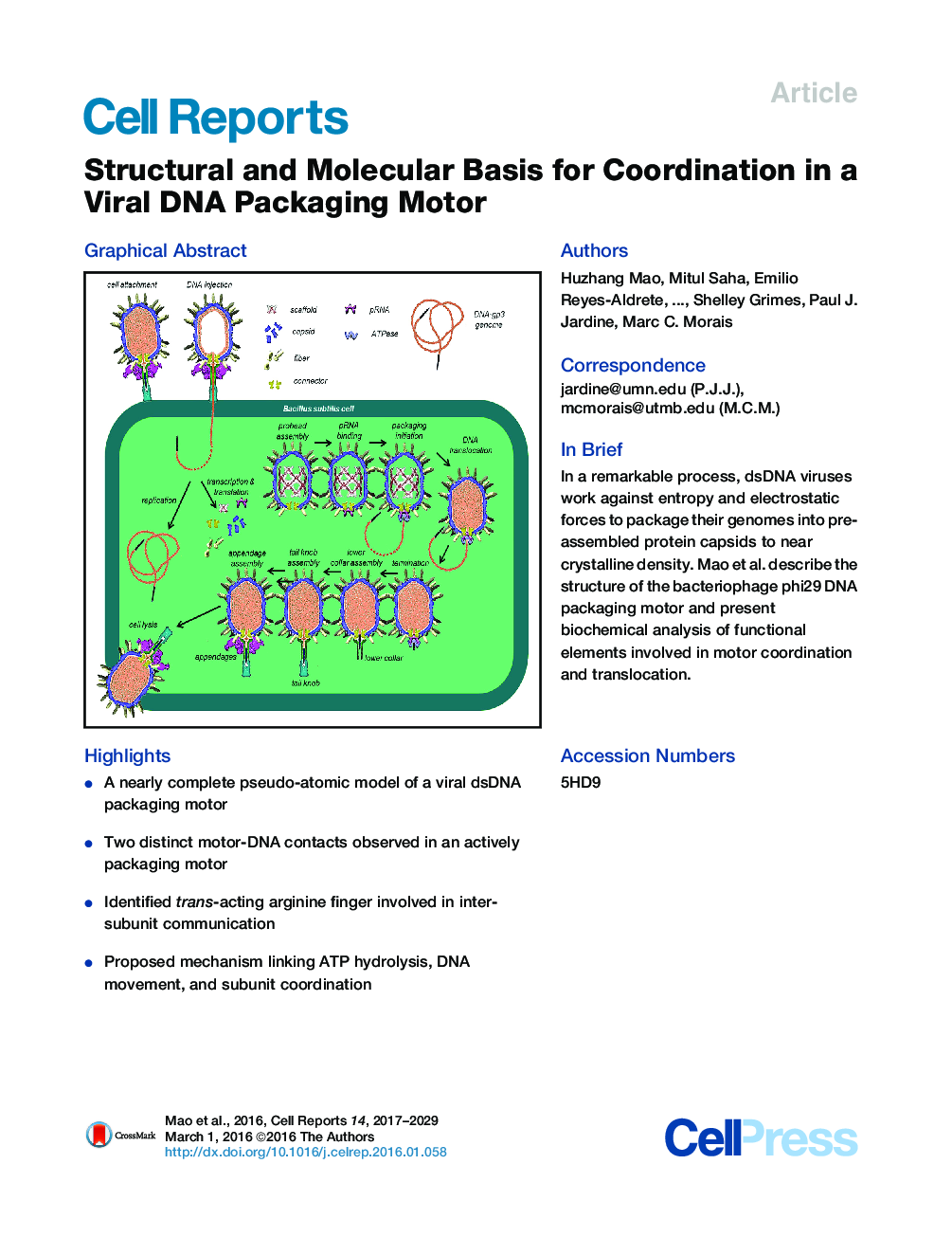 اساس ساختاری و مولکولی برای هماهنگی در یک موتور بسته بندی ویروسی DNA 
