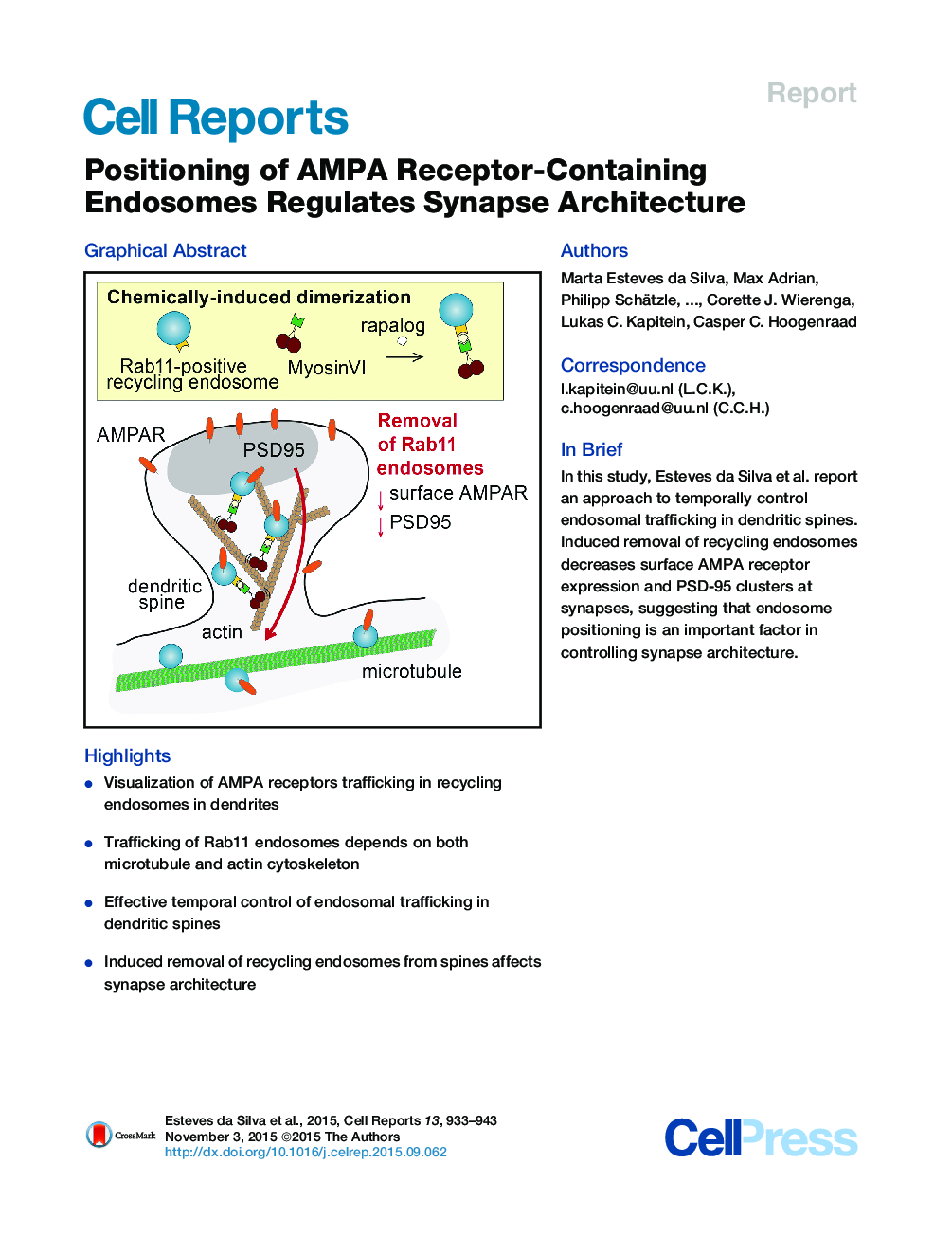 Positioning of AMPA Receptor-Containing Endosomes Regulates Synapse Architecture