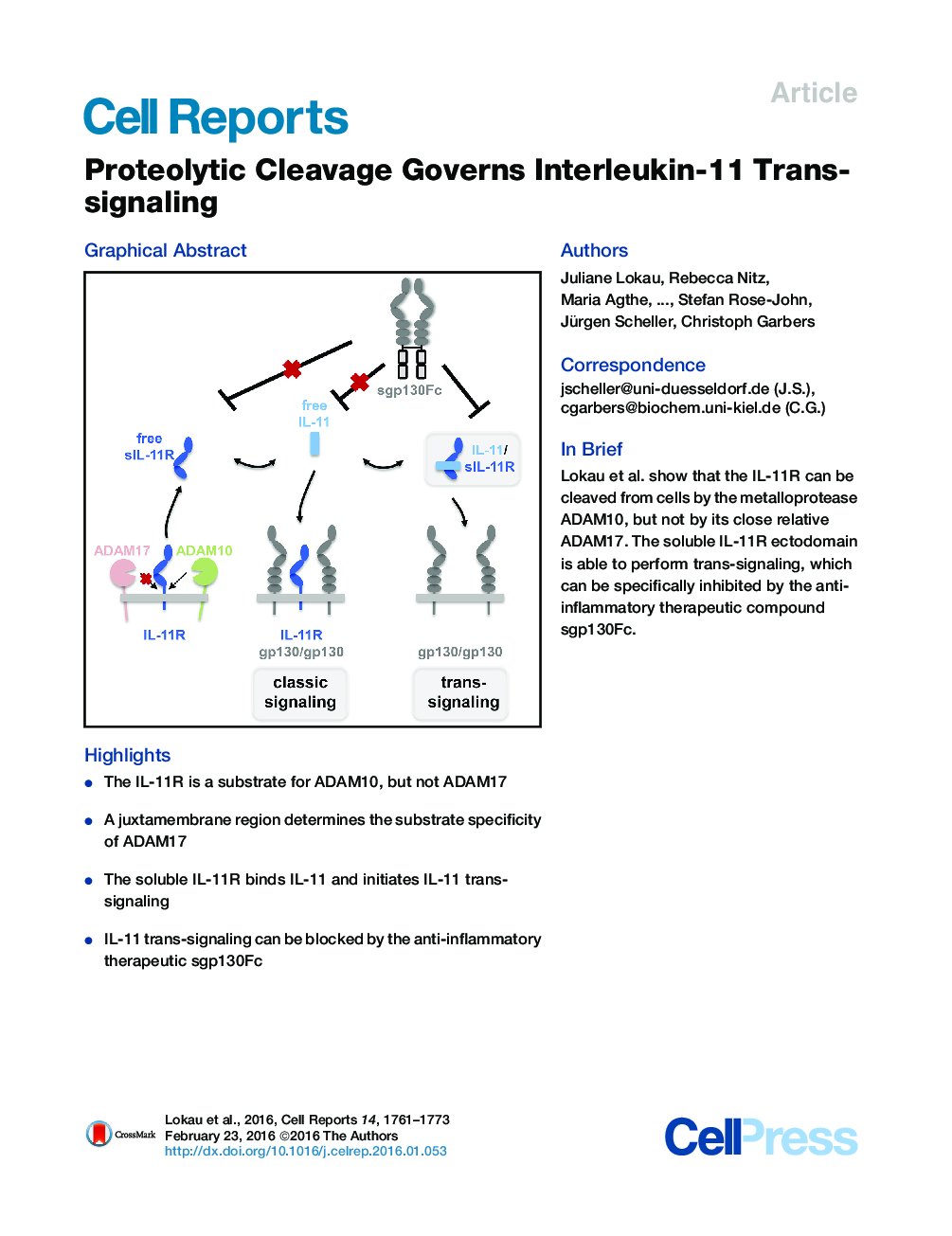 Proteolytic Cleavage Governs Interleukin-11 Trans-signaling 