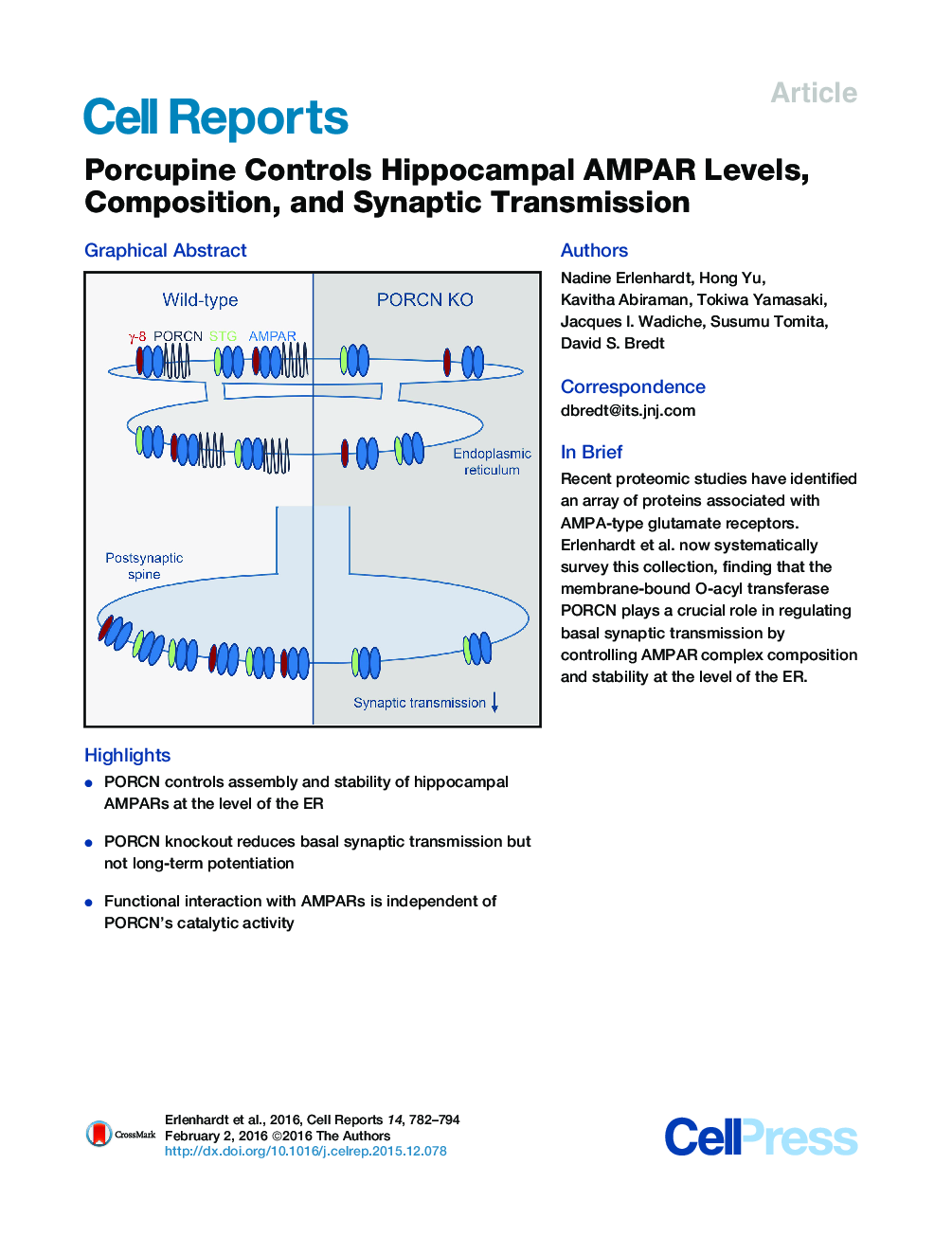 Porcupine Controls Hippocampal AMPAR Levels, Composition, and Synaptic Transmission 