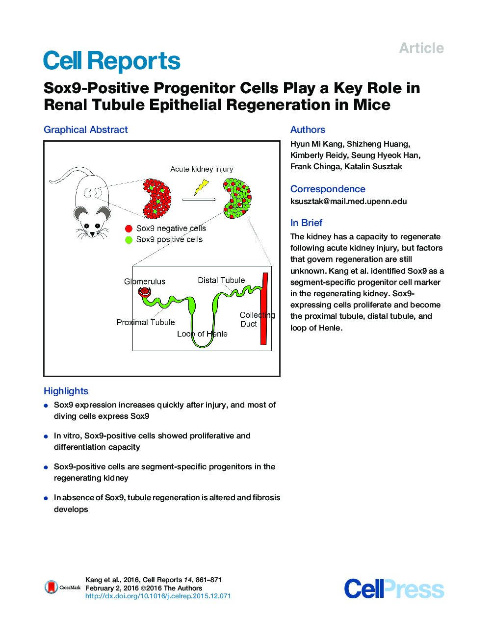 Sox9-Positive Progenitor Cells Play a Key Role in Renal Tubule Epithelial Regeneration in Mice 