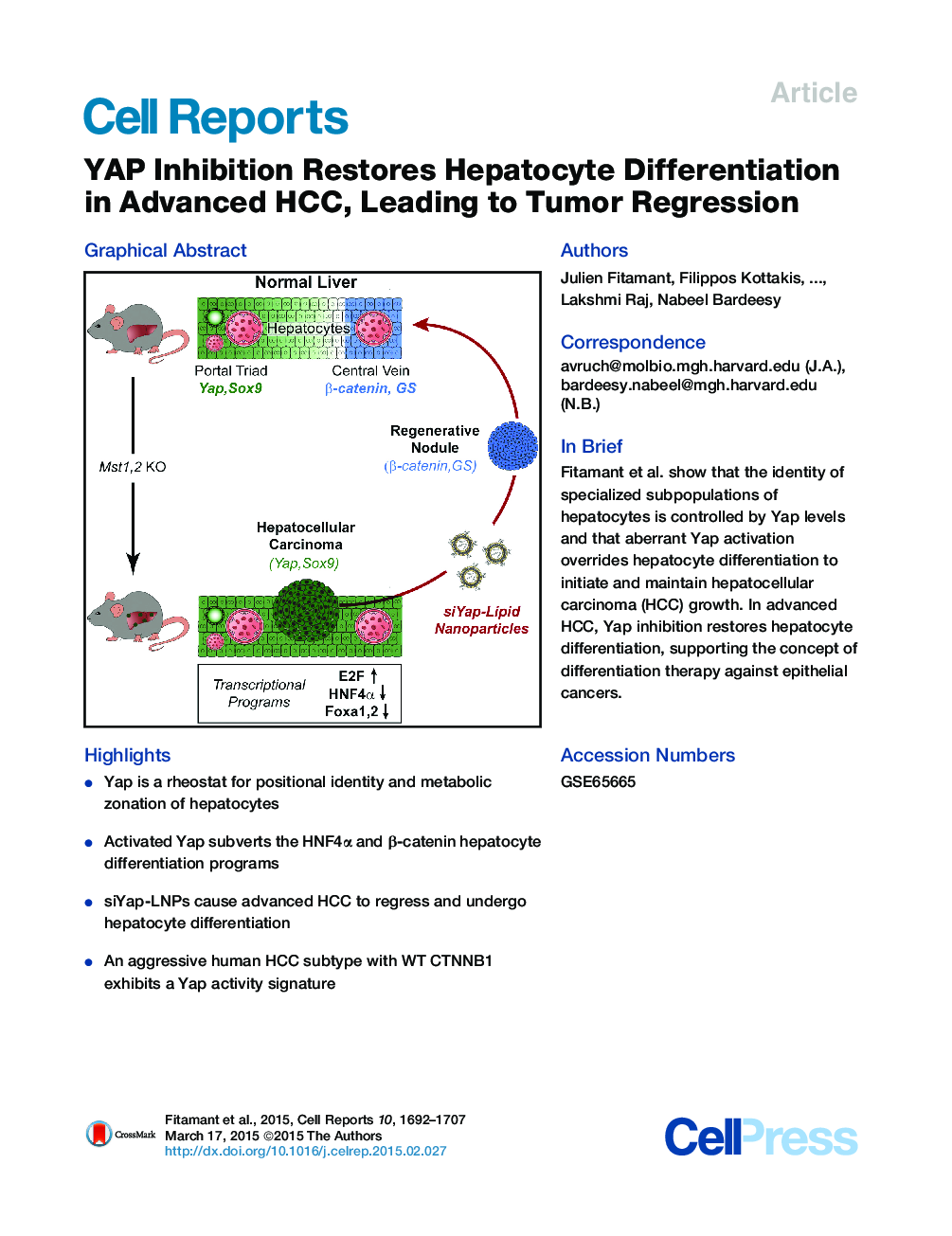 YAP Inhibition Restores Hepatocyte Differentiation in Advanced HCC, Leading to Tumor Regression 