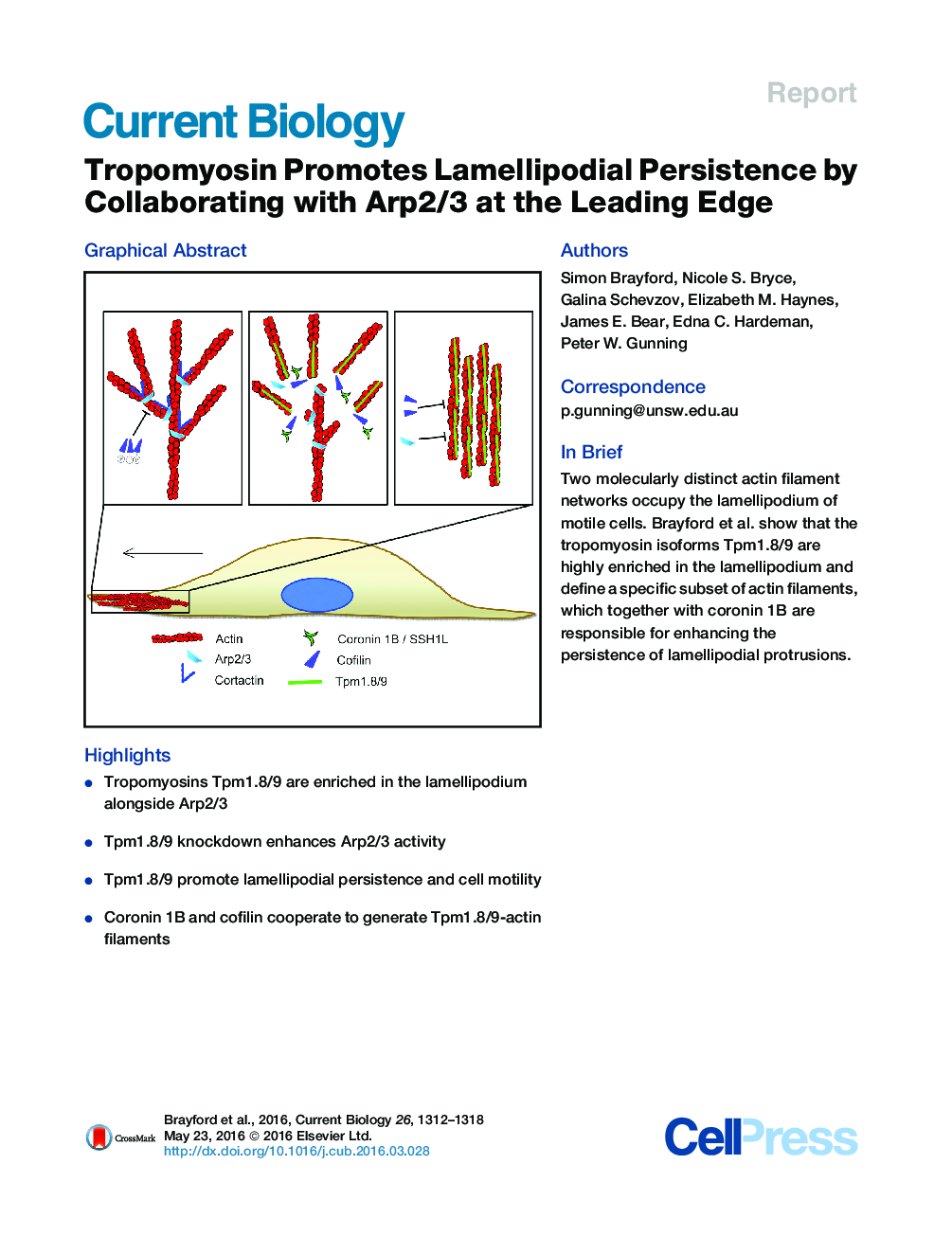 Tropomyosin Promotes Lamellipodial Persistence by Collaborating with Arp2/3 at the Leading Edge