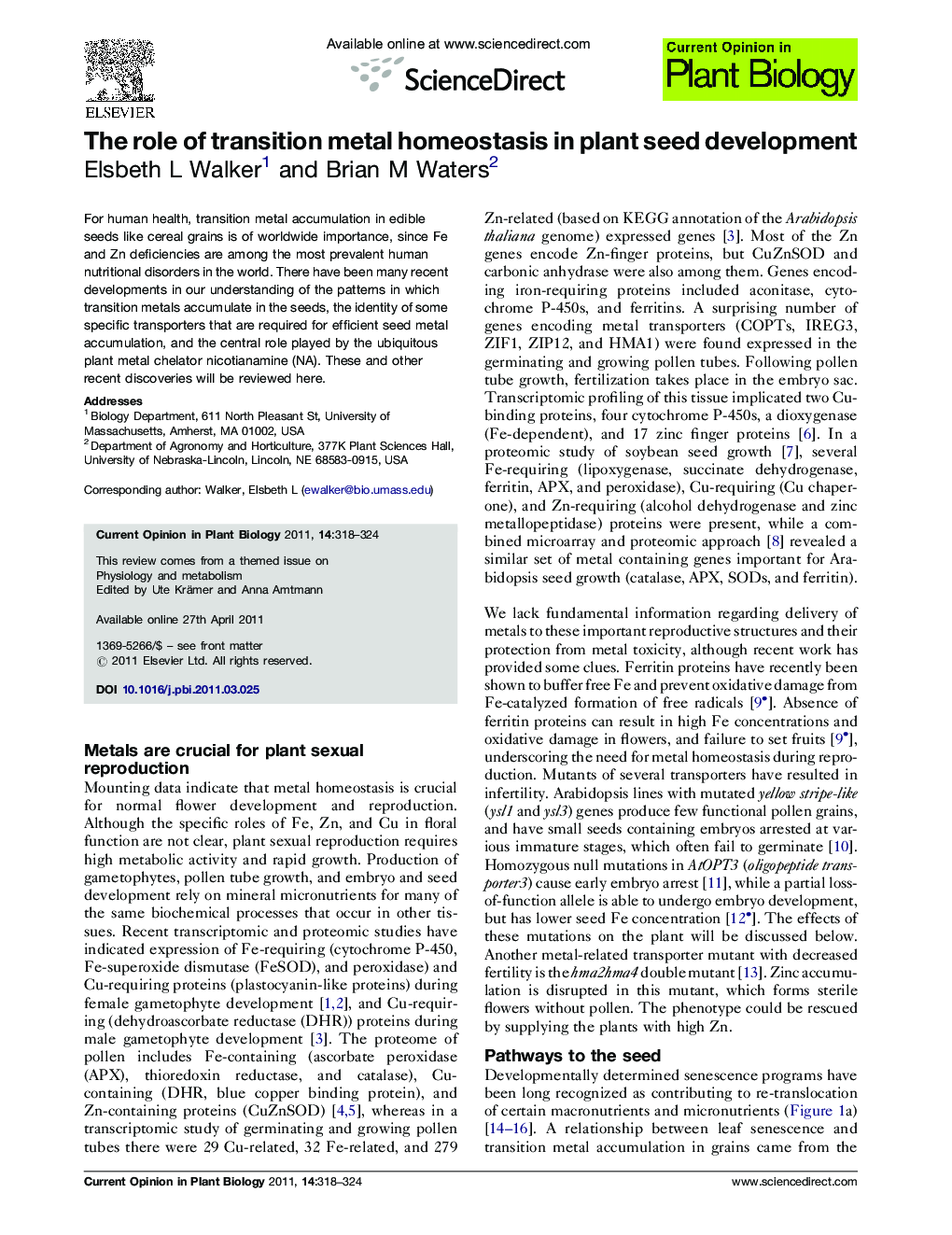 The role of transition metal homeostasis in plant seed development