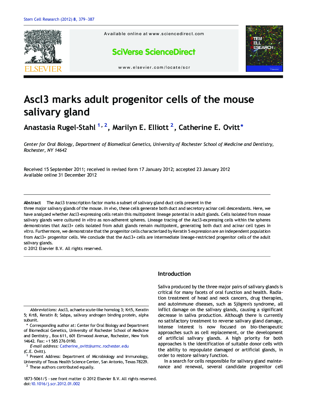 Ascl3 marks adult progenitor cells of the mouse salivary gland