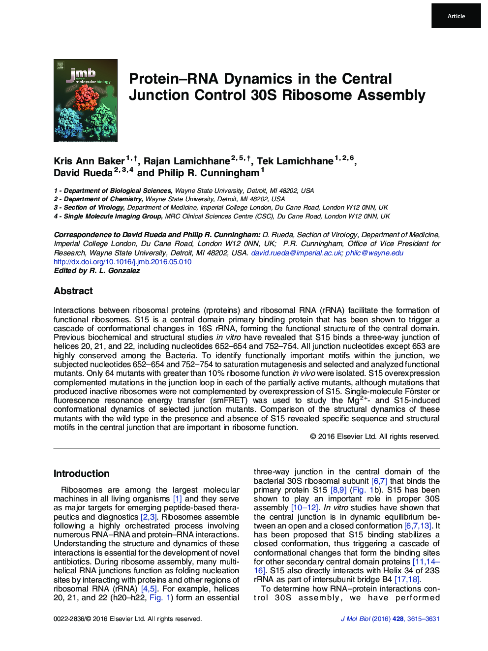 Protein–RNA Dynamics in the Central Junction Control 30S Ribosome Assembly