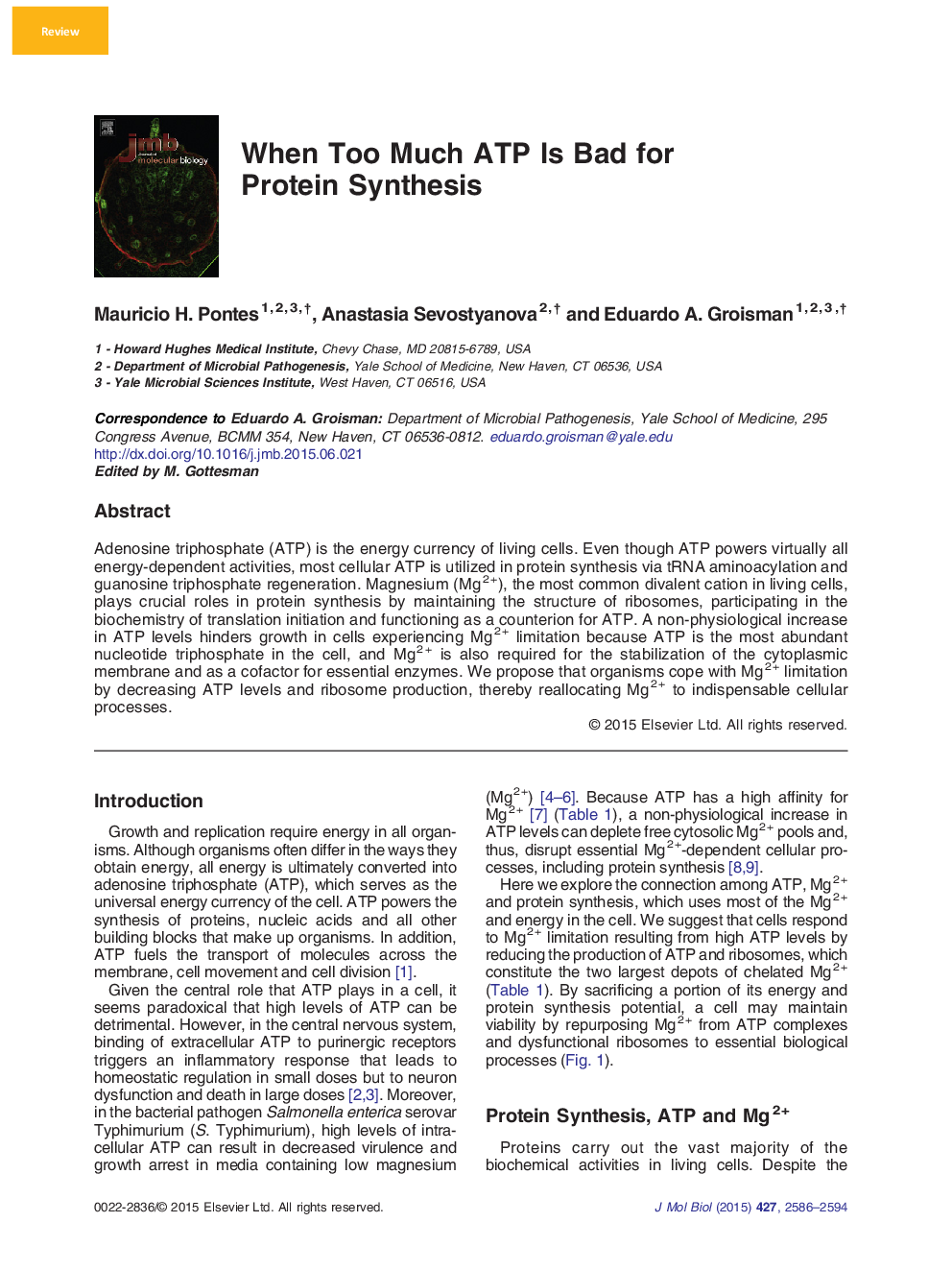 When Too Much ATP Is Bad for Protein Synthesis