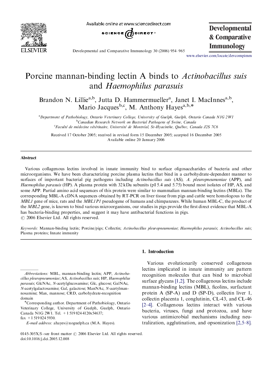 Porcine mannan-binding lectin A binds to Actinobacillus suis and Haemophilus parasuis