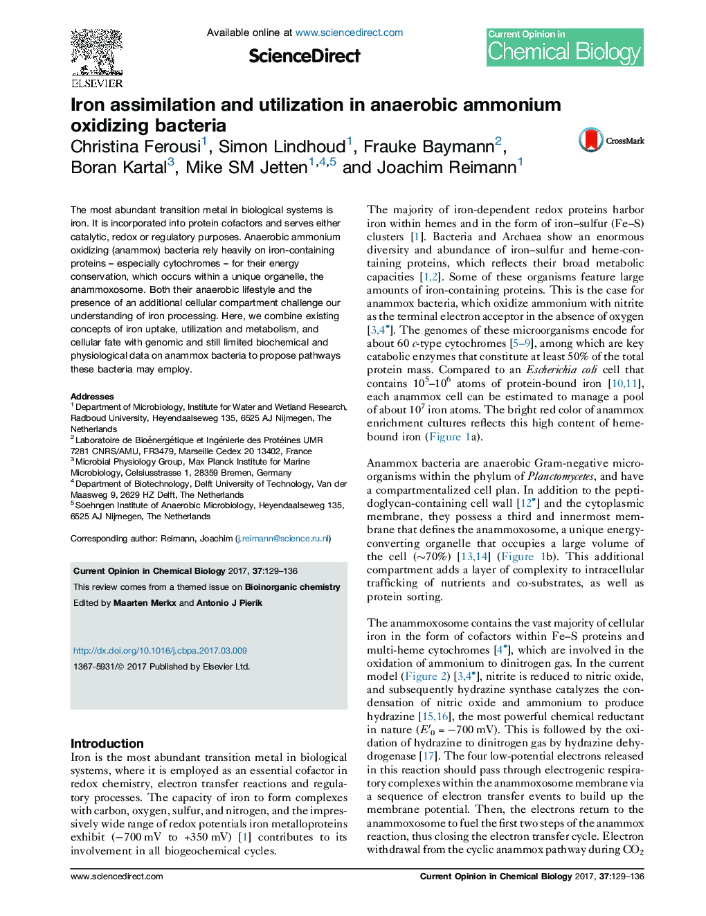 Iron assimilation and utilization in anaerobic ammonium oxidizing bacteria