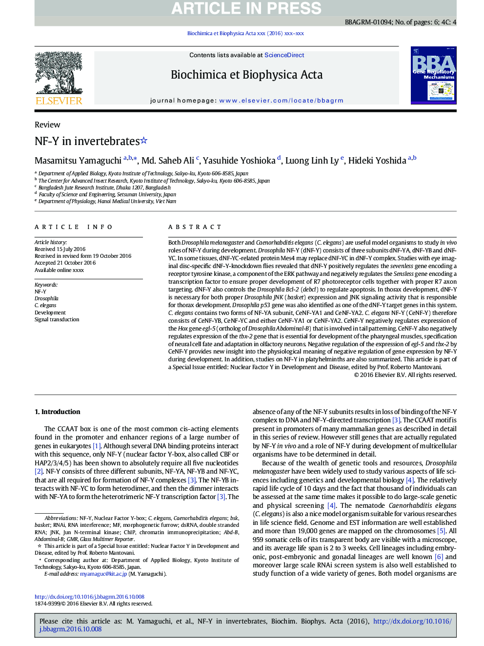 NF-Y in invertebrates