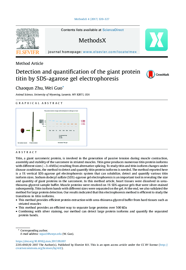Detection and quantification of the giant protein titin by SDS-agarose gel electrophoresis