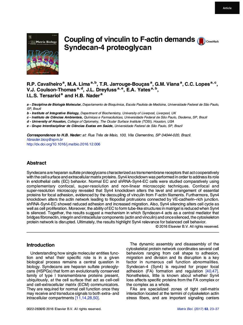 Coupling of vinculin to F-actin demands Syndecan-4 proteoglycan