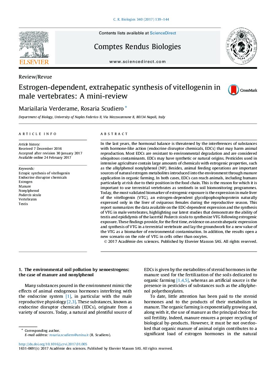 Estrogen-dependent, extrahepatic synthesis of vitellogenin in male vertebrates: A mini-review
