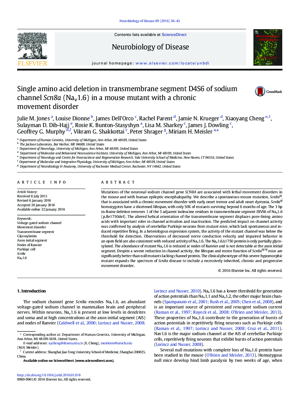 Single amino acid deletion in transmembrane segment D4S6 of sodium channel Scn8a (Nav1.6) in a mouse mutant with a chronic movement disorder