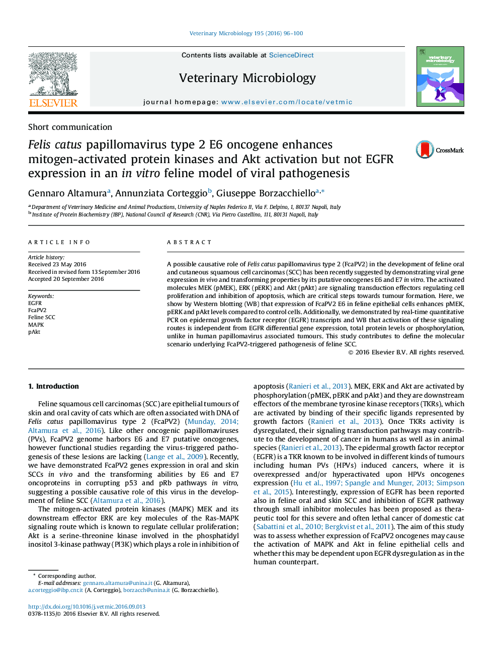 Felis catus papillomavirus type 2 E6 oncogene enhances mitogen-activated protein kinases and Akt activation but not EGFR expression in an in vitro feline model of viral pathogenesis