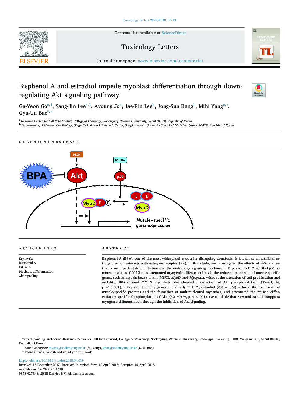 Bisphenol A and estradiol impede myoblast differentiation through down-regulating Akt signaling pathway