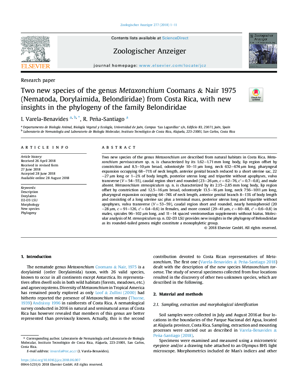 Two new species of the genus Metaxonchium Coomans & Nair 1975 (Nematoda, Dorylaimida, Belondiridae) from Costa Rica, with new insights in the phylogeny of the family Belondiridae