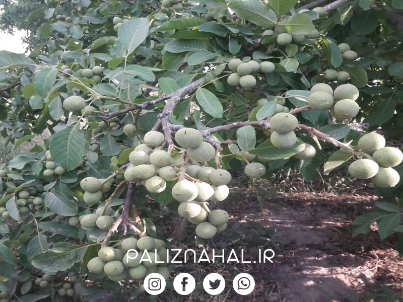 مسیر گام به گام کاشت تا برداشت میلیاردی گردو از زبان حرفه‌ای‌ترین باغداران کشور