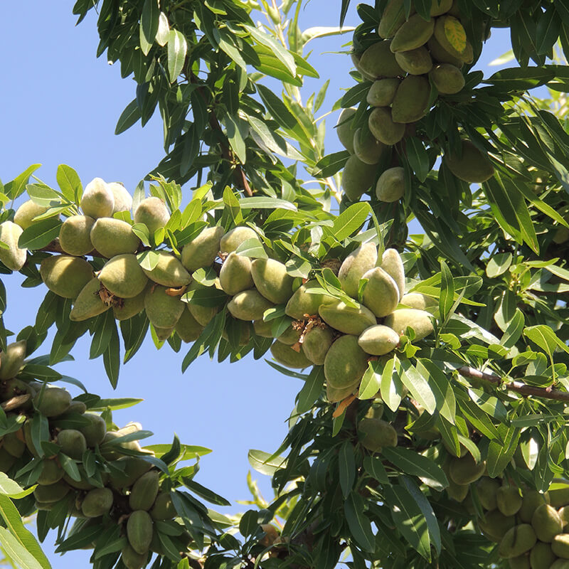 نکات مهم که در احداث باغ بادام باید به آن توجه داشته باشید