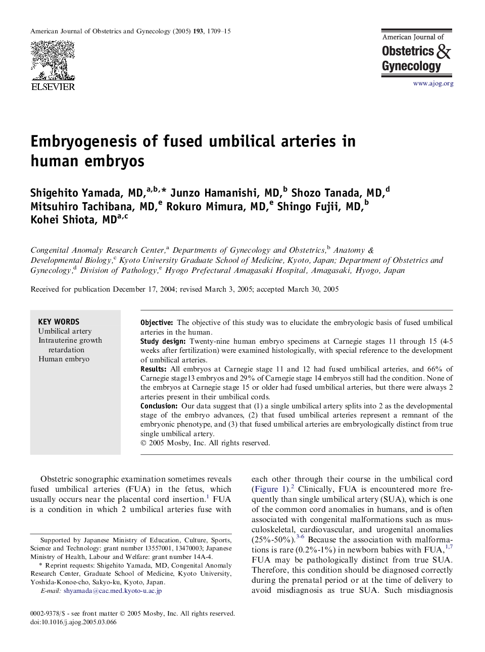 Embryogenesis of fused umbilical arteries in human embryos