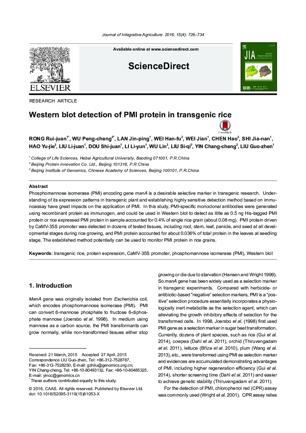 Western blot detection of PMI protein in transgenic rice