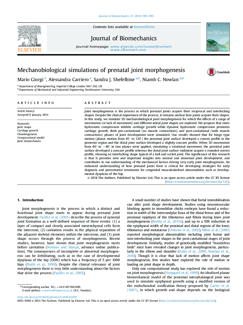 Mechanobiological simulations of prenatal joint morphogenesis