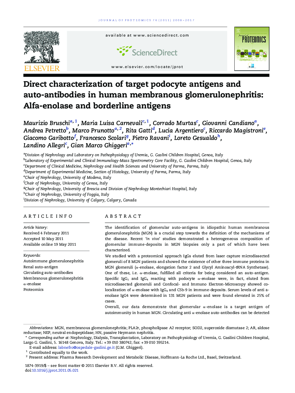 Direct characterization of target podocyte antigens and auto-antibodies in human membranous glomerulonephritis: Alfa-enolase and borderline antigens