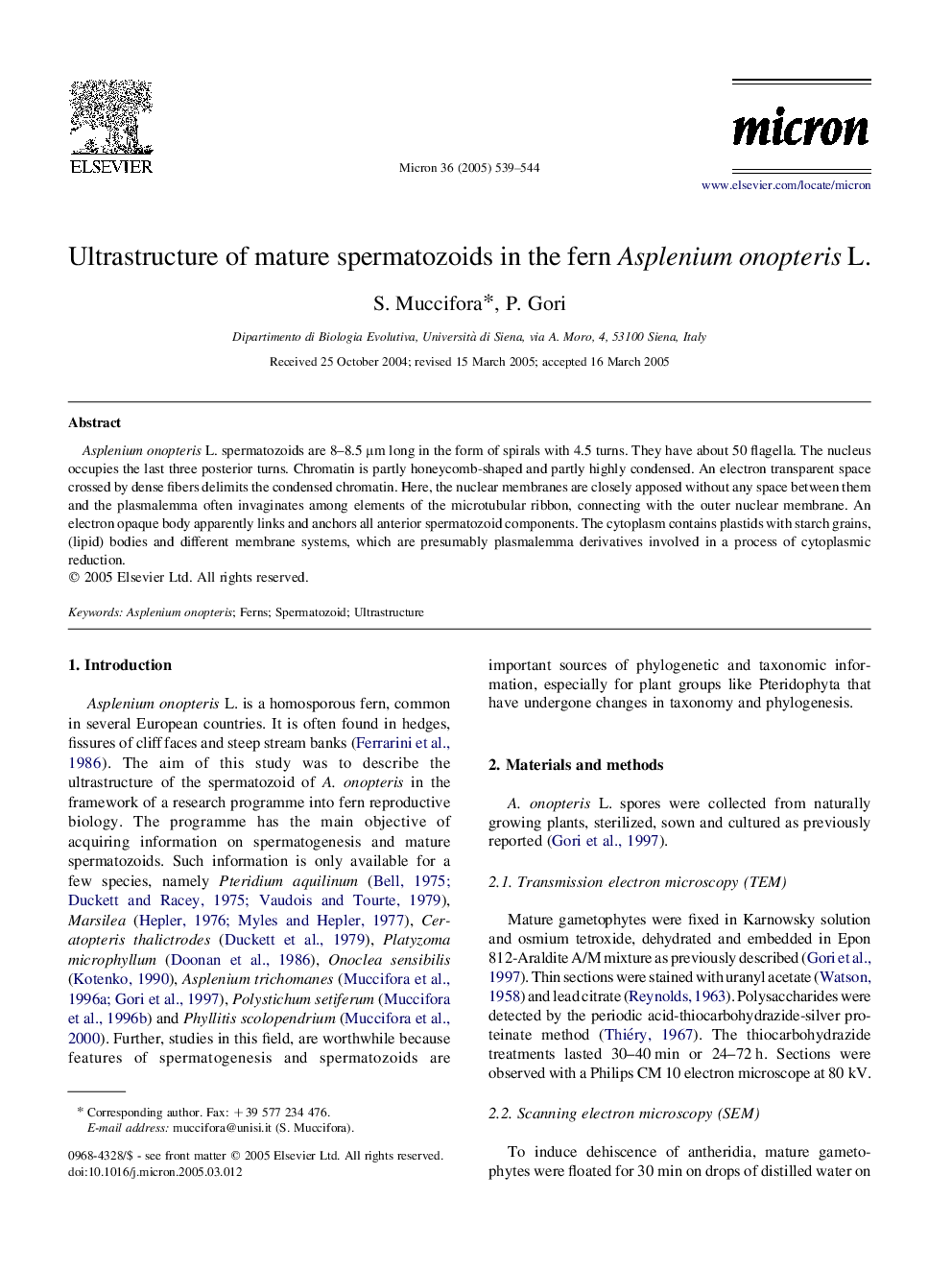 Ultrastructure of mature spermatozoids in the fern Asplenium onopteris L.