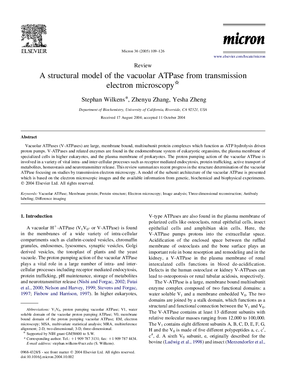 A structural model of the vacuolar ATPase from transmission electron microscopy