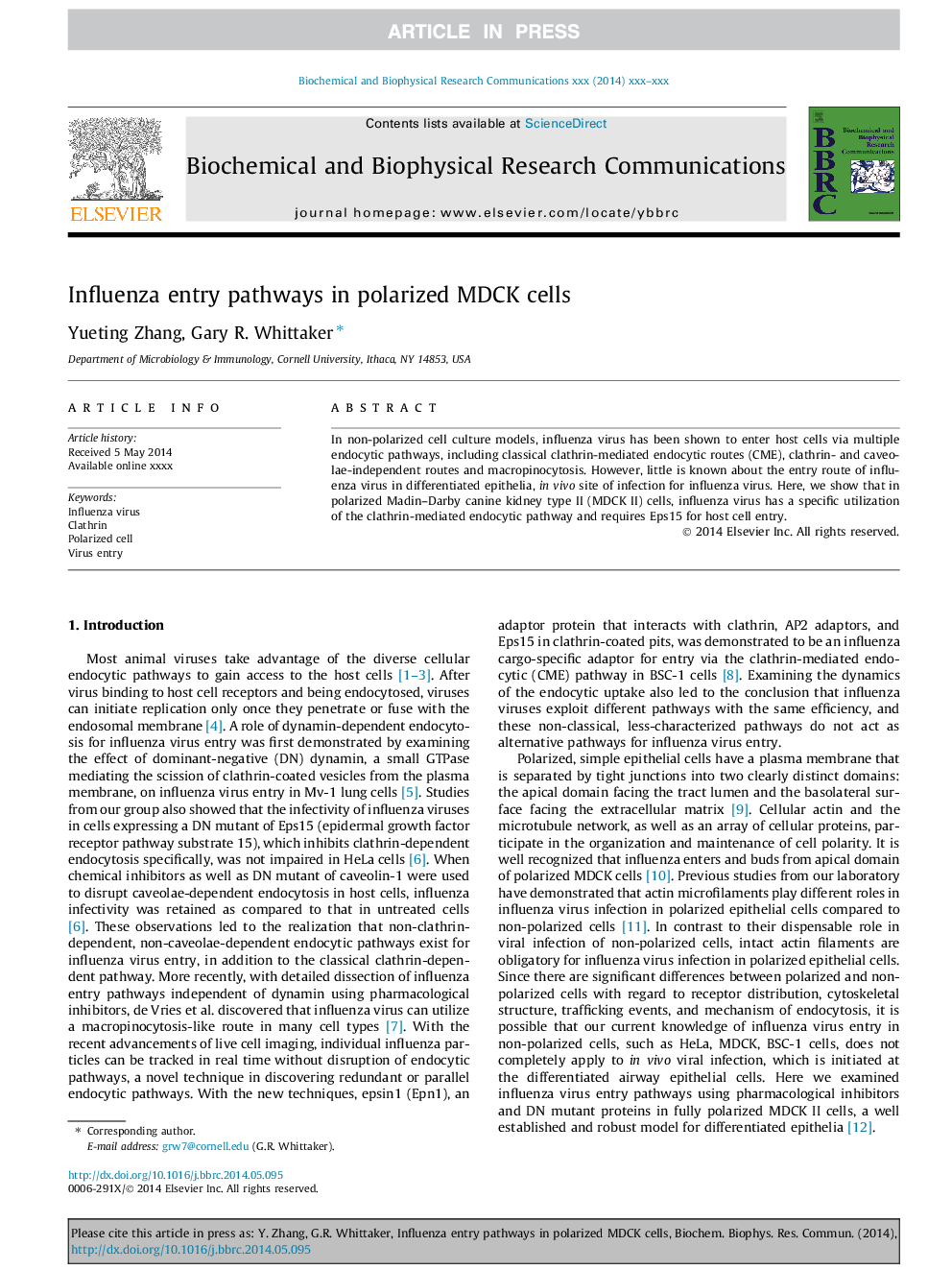 Influenza entry pathways in polarized MDCK cells