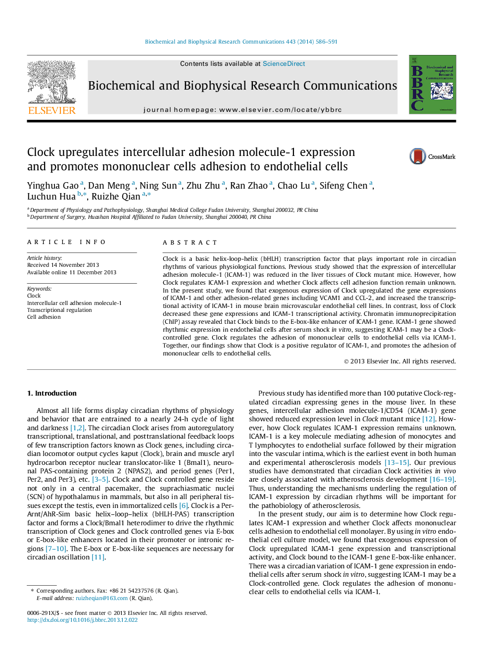 Clock upregulates intercellular adhesion molecule-1 expression and promotes mononuclear cells adhesion to endothelial cells