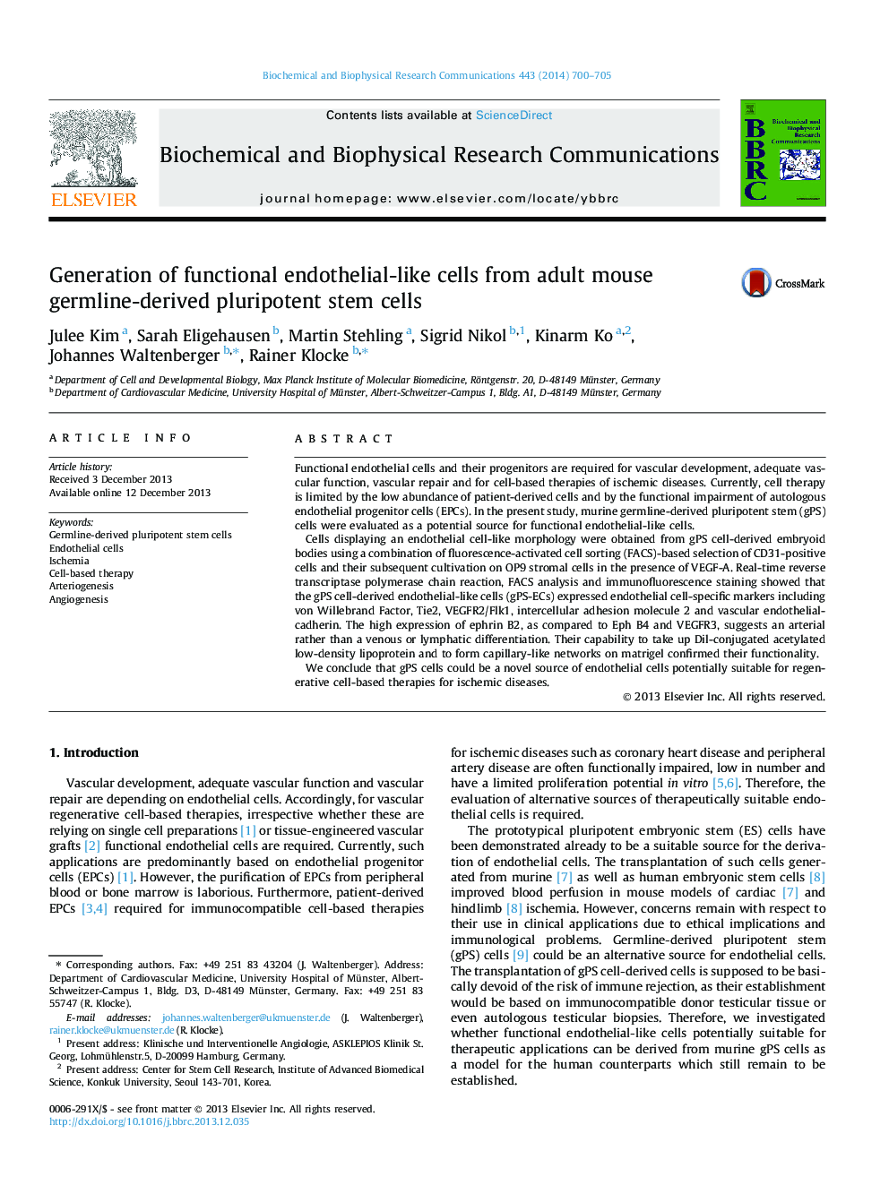 Generation of functional endothelial-like cells from adult mouse germline-derived pluripotent stem cells