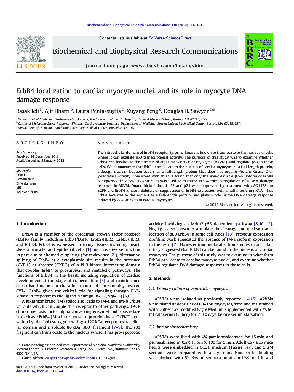 ErbB4 localization to cardiac myocyte nuclei, and its role in myocyte DNA damage response