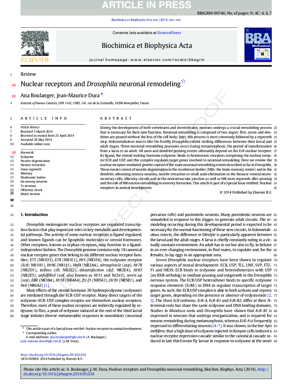 Nuclear receptors and Drosophila neuronal remodeling