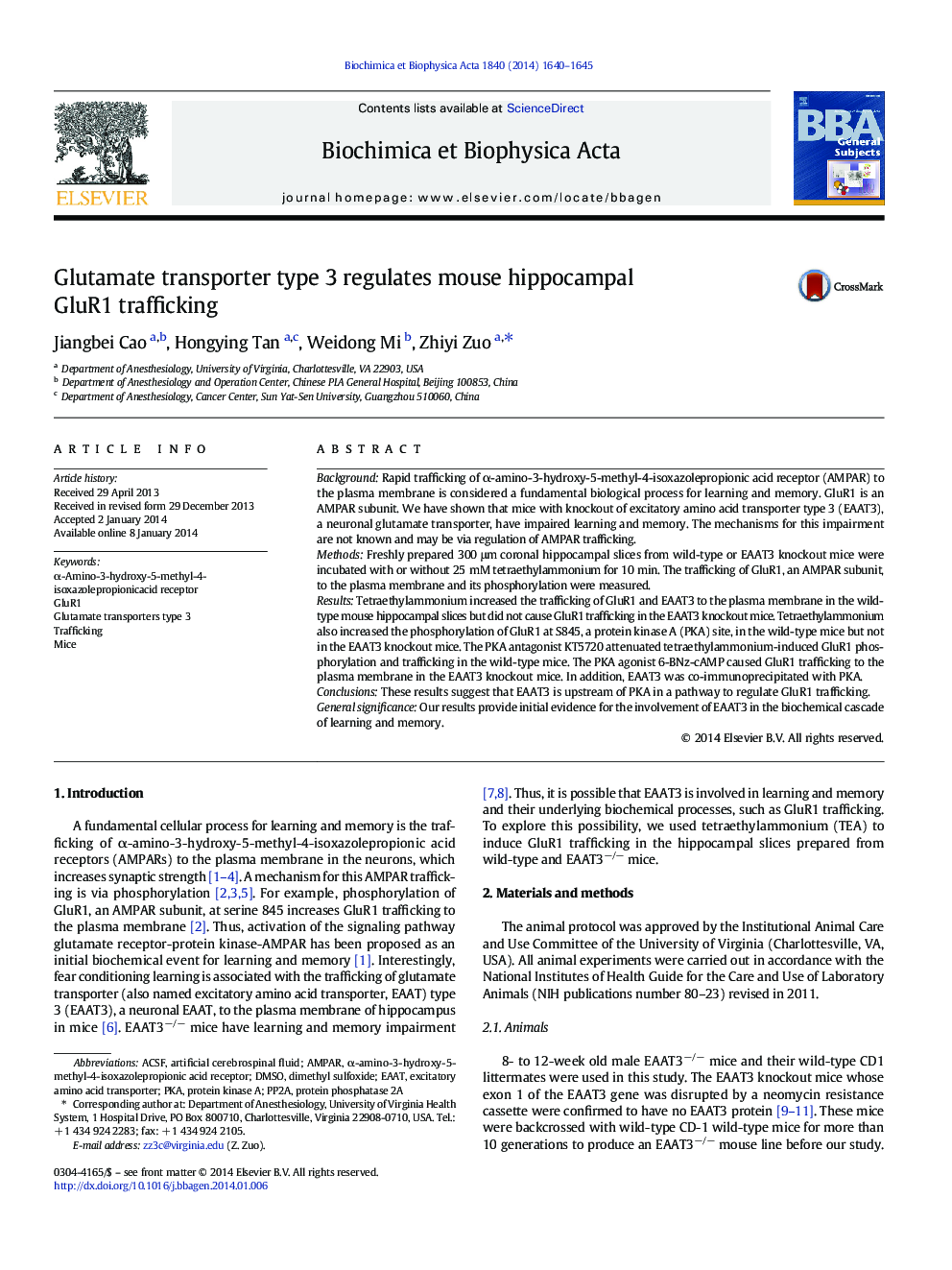 Glutamate transporter type 3 regulates mouse hippocampal GluR1 trafficking