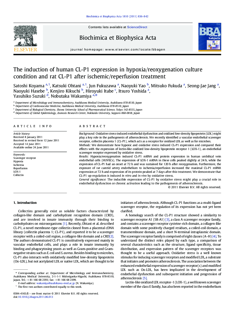 The induction of human CL-P1 expression in hypoxia/reoxygenation culture condition and rat CL-P1 after ischemic/reperfusion treatment