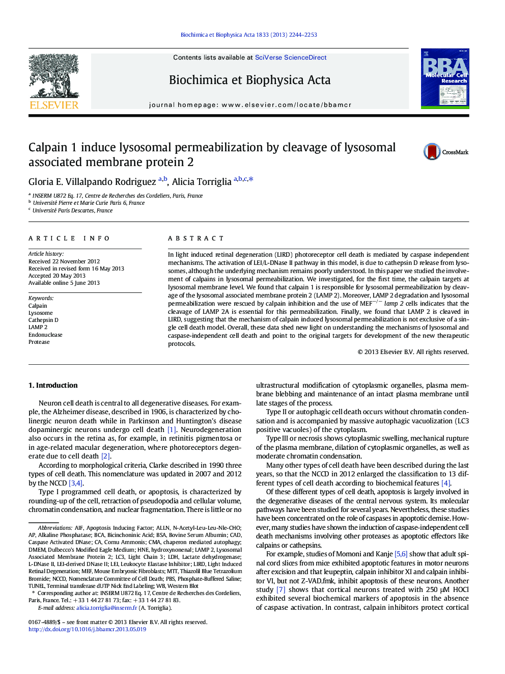 Calpain 1 induce lysosomal permeabilization by cleavage of lysosomal associated membrane protein 2