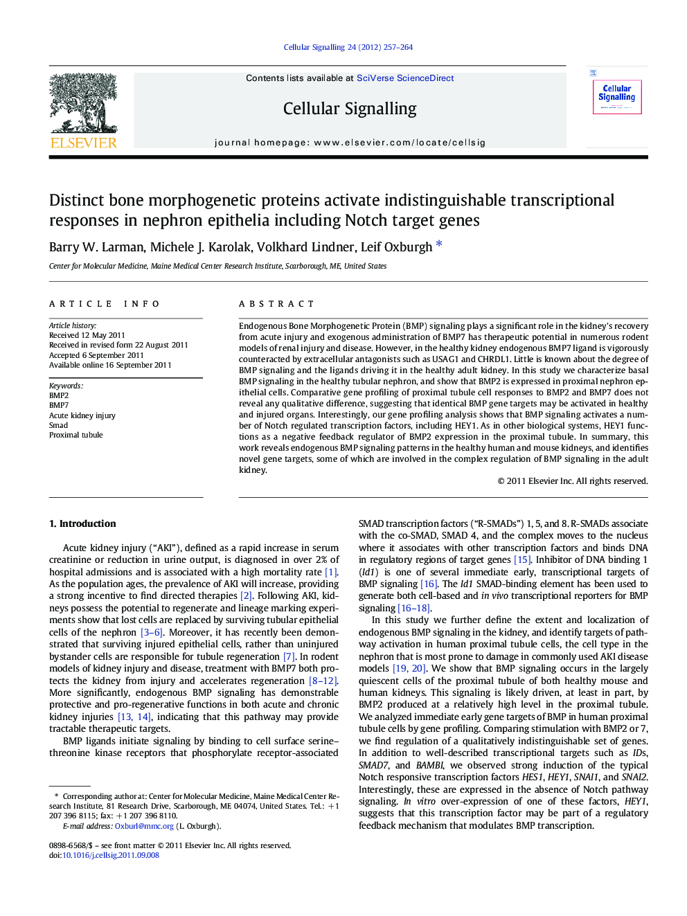 Distinct bone morphogenetic proteins activate indistinguishable transcriptional responses in nephron epithelia including Notch target genes