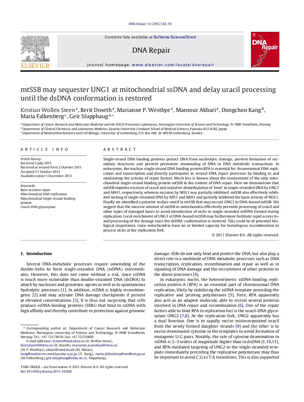 mtSSB may sequester UNG1 at mitochondrial ssDNA and delay uracil processing until the dsDNA conformation is restored