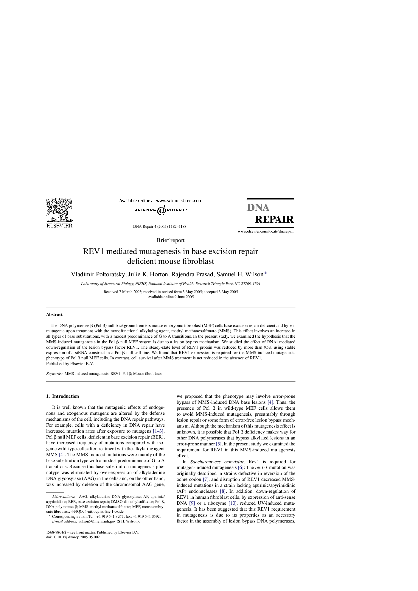 REV1 mediated mutagenesis in base excision repair deficient mouse fibroblast