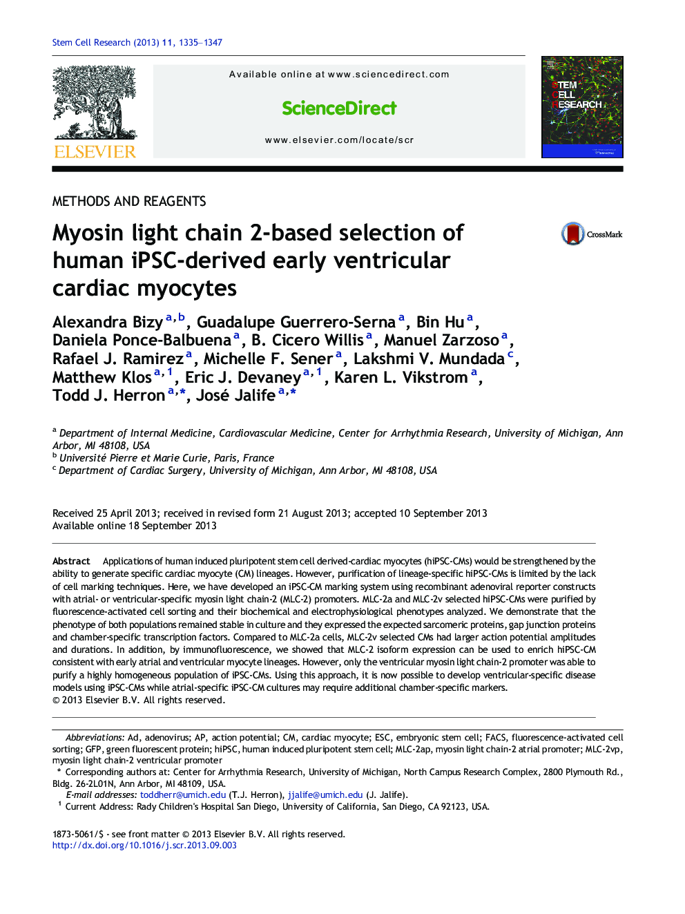 Myosin light chain 2-based selection of human iPSC-derived early ventricular cardiac myocytes