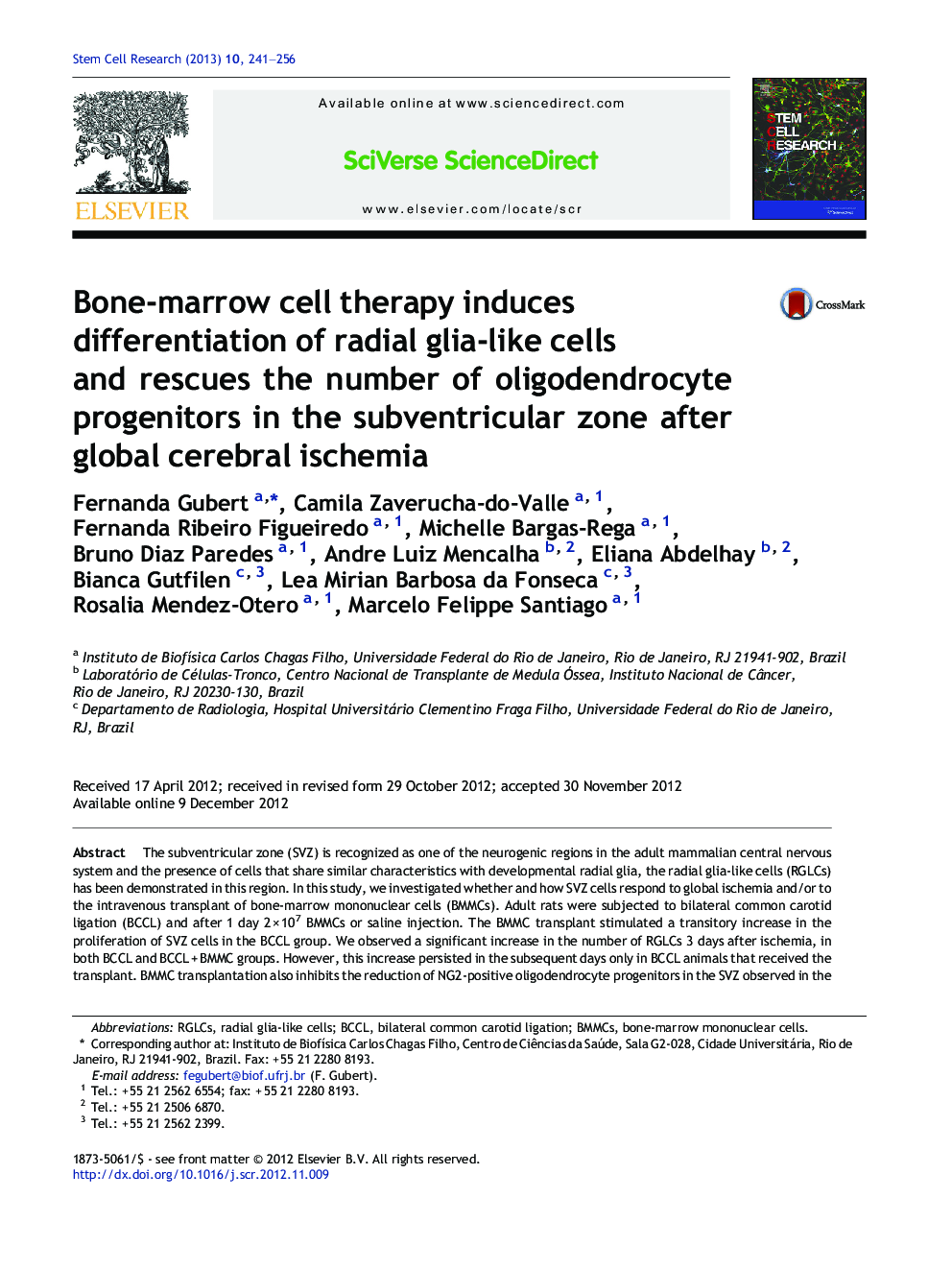 Bone-marrow cell therapy induces differentiation of radial glia-like cells and rescues the number of oligodendrocyte progenitors in the subventricular zone after global cerebral ischemia