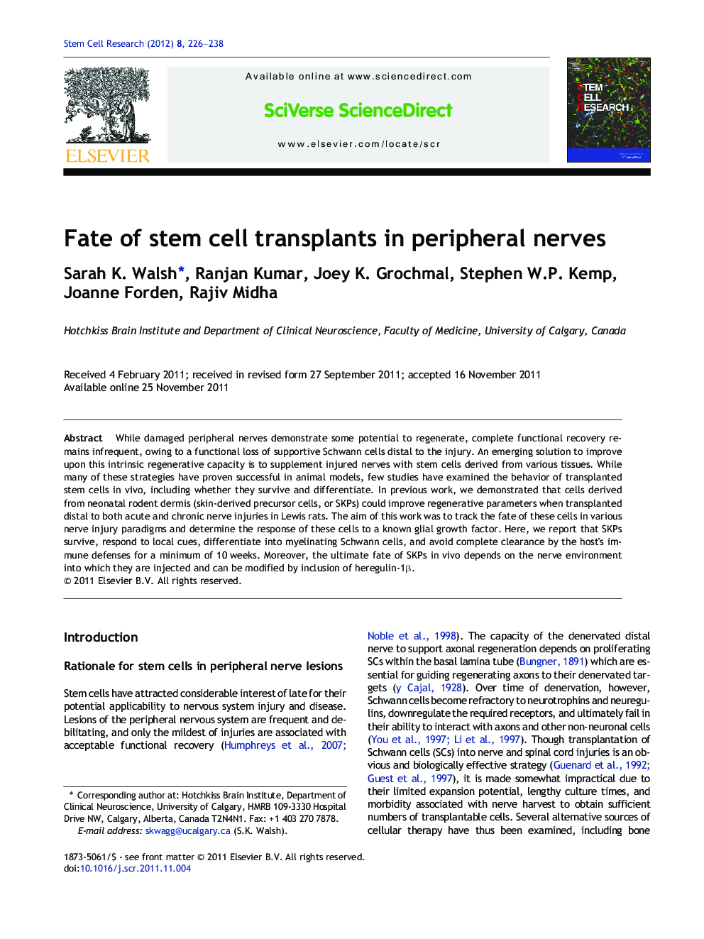 Fate of stem cell transplants in peripheral nerves