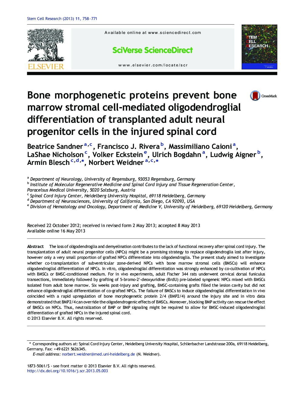 Bone morphogenetic proteins prevent bone marrow stromal cell-mediated oligodendroglial differentiation of transplanted adult neural progenitor cells in the injured spinal cord